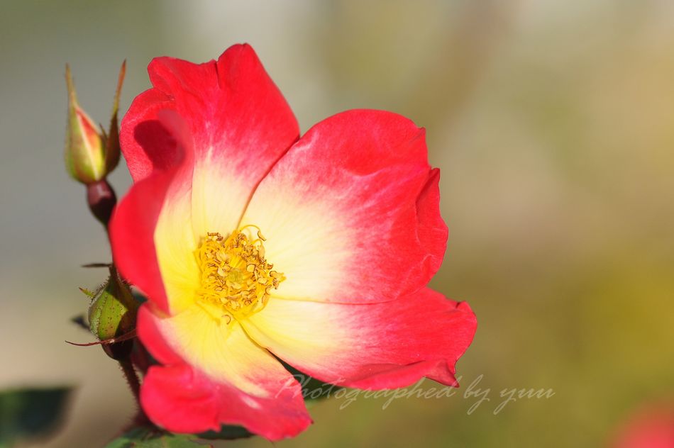 #薔薇 #ＲＴ歓迎

さあ、またがんばるぞ～😆

#相互フォロー #バラ #綺麗 #写真垢
#バラ園 #花のある生活 #おはよう
#キャノン #一眼レフ #望遠レンズ
#花のある暮らし #薔薇園 #バラ好き
#香り #愛 #love #赤pic  
#flower #flowers #ROSE #roses