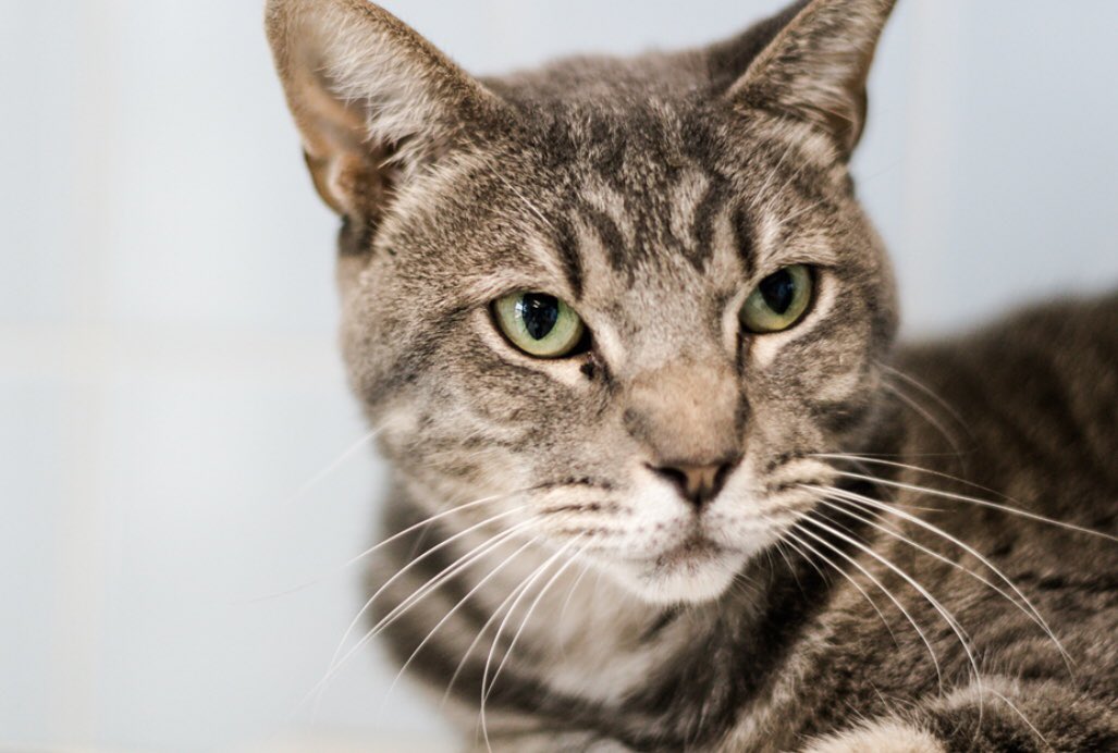 HoustonSPCA's tweet photo. Bernice, Frito, Theresa, and Sweet Pea are some of the many cats we have available for adoption, and they’ve been waiting for a family for some time! If you’re ready to add a feline to your family, check out who we have ready to go home on our website 💙🐾🐱 #adoptdontshop https://t.co/RP4ePh5QHR