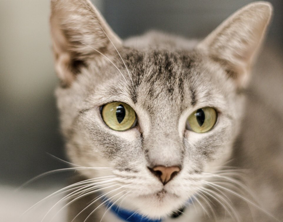 HoustonSPCA's tweet photo. Bernice, Frito, Theresa, and Sweet Pea are some of the many cats we have available for adoption, and they’ve been waiting for a family for some time! If you’re ready to add a feline to your family, check out who we have ready to go home on our website 💙🐾🐱 #adoptdontshop https://t.co/RP4ePh5QHR