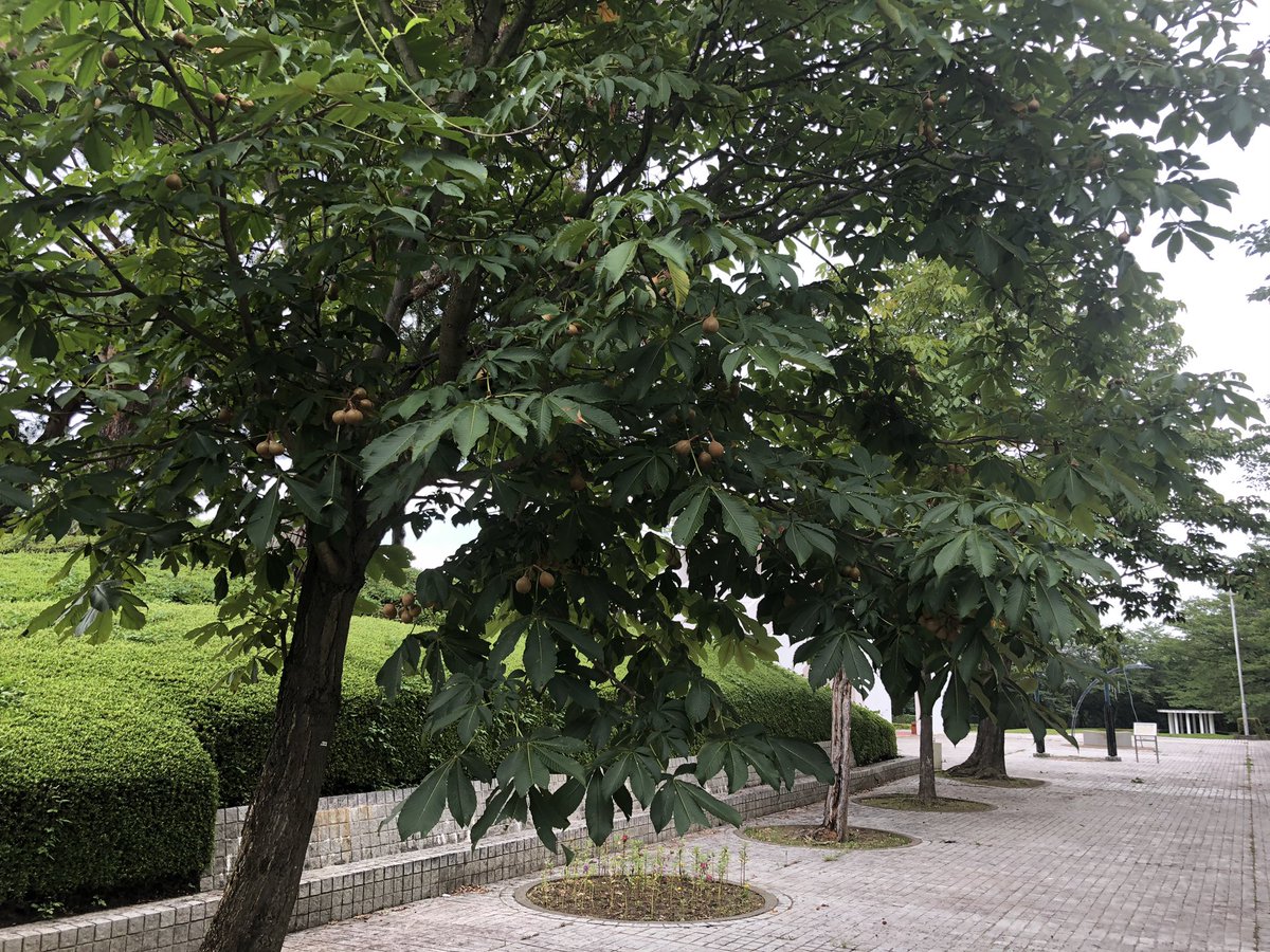 中央広場のトチノキ実が茶色に色付いてきました 逢瀬公園 緑化センター 福島県都市公園 緑化協会 トチノキ 実 08 17 動画あり 逢瀬公園 緑化センター ぐるっと郡山