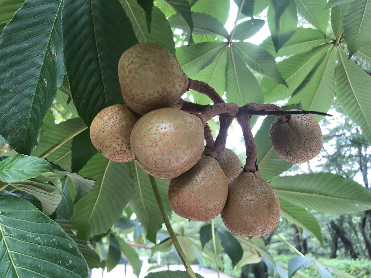 中央広場のトチノキ実が茶色に色付いてきました 逢瀬公園 緑化センター 福島県都市公園 緑化協会 トチノキ 実 08 17 動画あり 逢瀬公園 緑化センター ぐるっと郡山