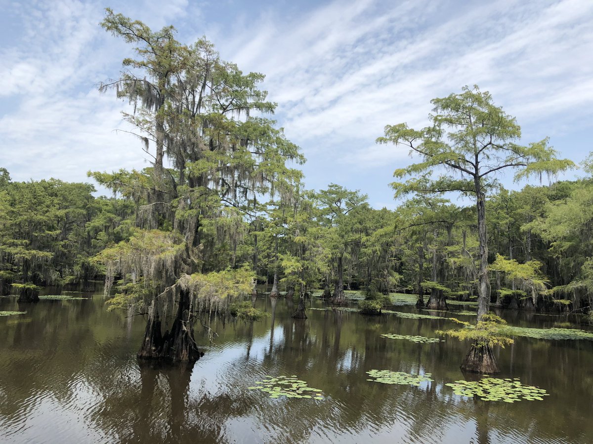 DallasWeekender's tweet photo. Caddo State Park #dallaswkndr #DallasWeekender #igtexas #traveltexas #WeekendTrips #texas #travelgram #journals #adventures #writing #vacation #roadtrips #travel #wanderlust #dtx #urbanexploration
#photography #swamp #caddolake https://t.co/pKMVaXmYMq