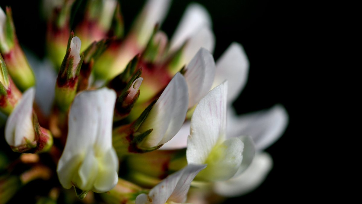 Trifolium repens, white clover flower macro shot with #Nikon D7500 <a href="/NikonEurope/">NikonEurope</a>