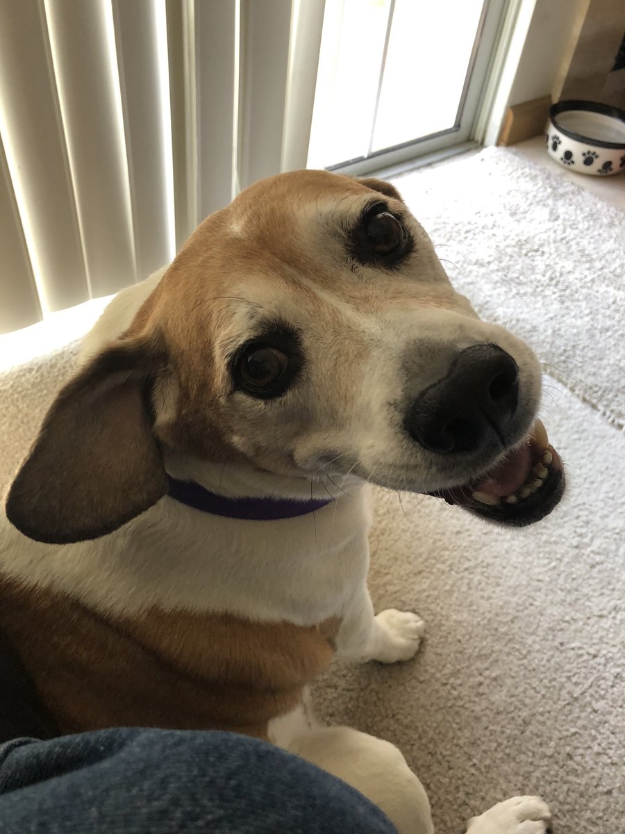 Kenny misses his beagle friends and looks forward to an eventual end to COVID-19 and quarantines.