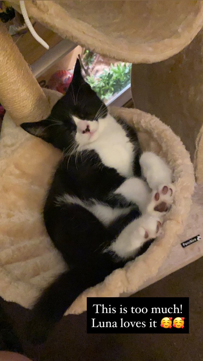 catashians's tweet photo. Our human gave away our cat tree today as we don’t use it. Look how much little Luna loves it though! https://t.co/E5Wph9oPAd
