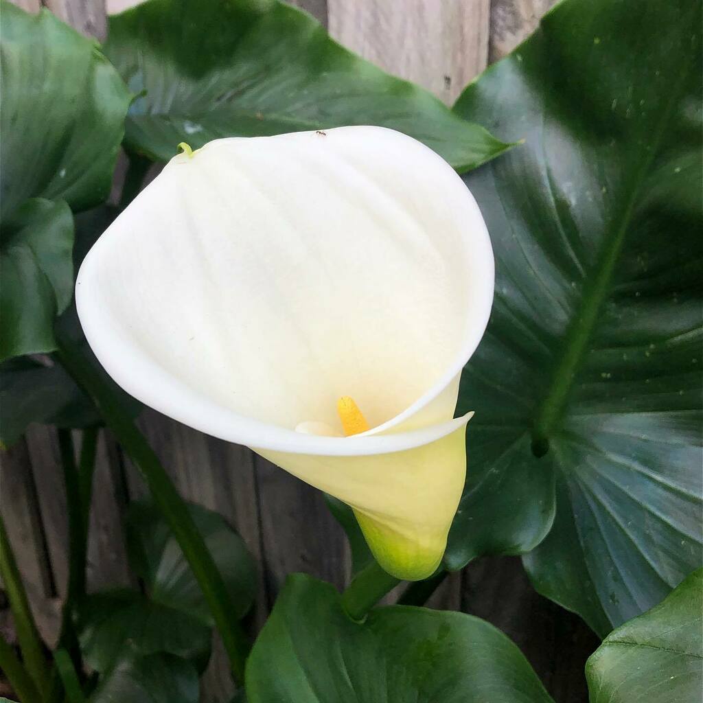 limlouisa's tweet image. Stage 4 lockdown day 15: every year the arum lily in my garden produces one perfect flower. Last year it didn’t bother and I thought it’d given Up. Today it’s back! #lockdownlife #lockdowninspiration