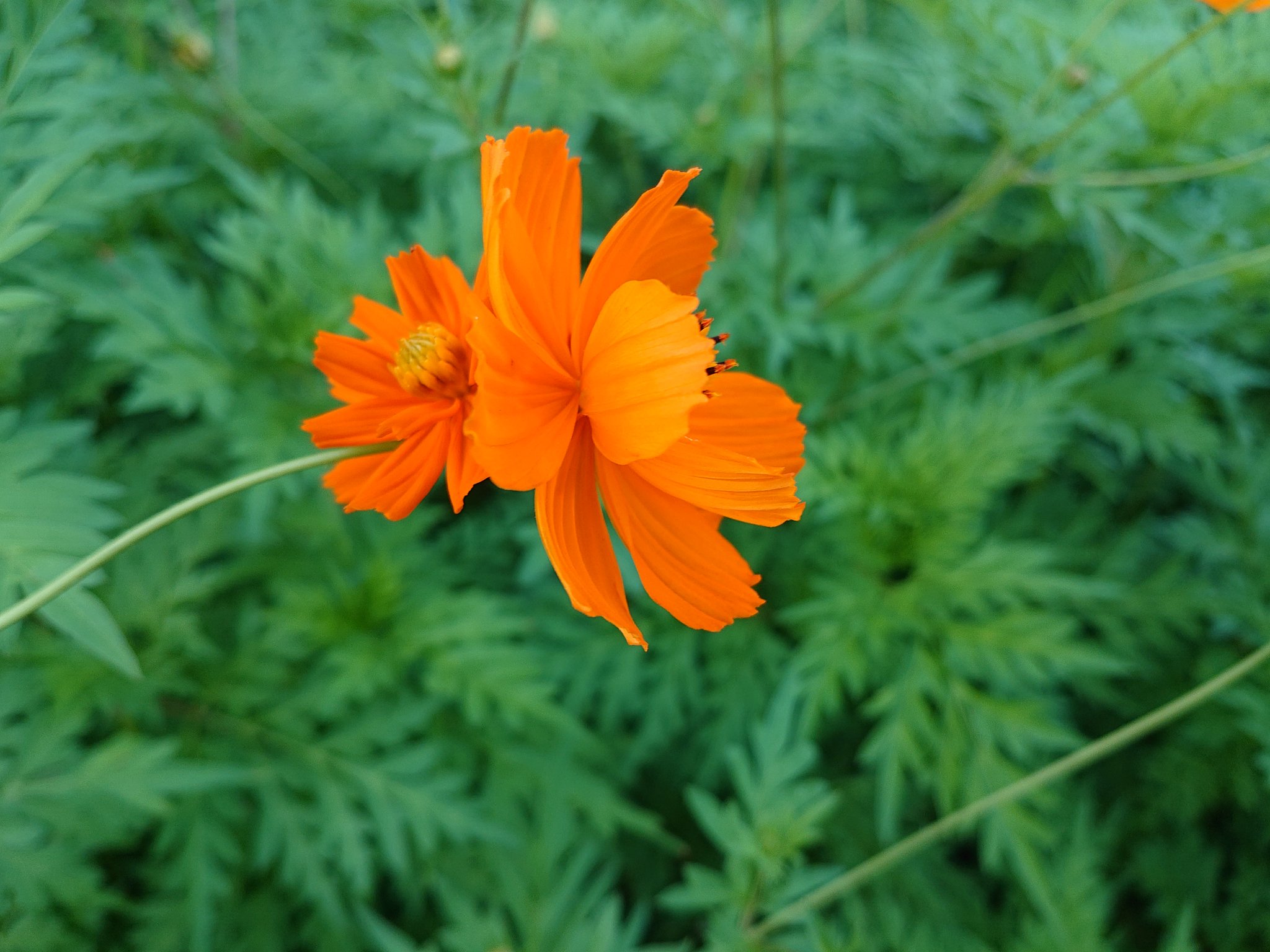 みぃ おはようございます キバナコスモス 黄花コスモス 花 花写真 花写っと お写ん歩 はなまっぷ T Co Mobuiqtmch Twitter