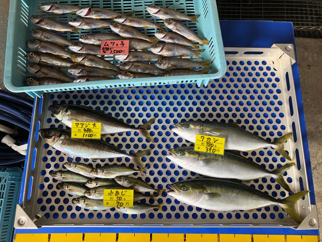 ムツっ子 Twitter Search Twitter