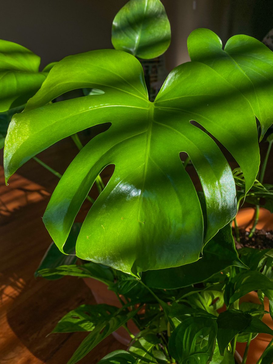 🌱