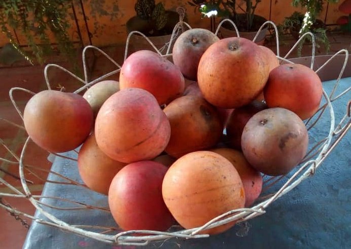 LuisCarlos's tweet photo. ¿Conocen el mango-melocotón? Si lo ven, es casi redondo 🍑. No sabe igual a los mangos más populares, este tiene un perfume y un sabor más cercano al durazno. No sé si tiene otros nombres.
Los cultivan mis tíos y por la cuarentena no podré ir a buscarlos a 70km de Caracas. https://t.co/Fb7XT4mjsm