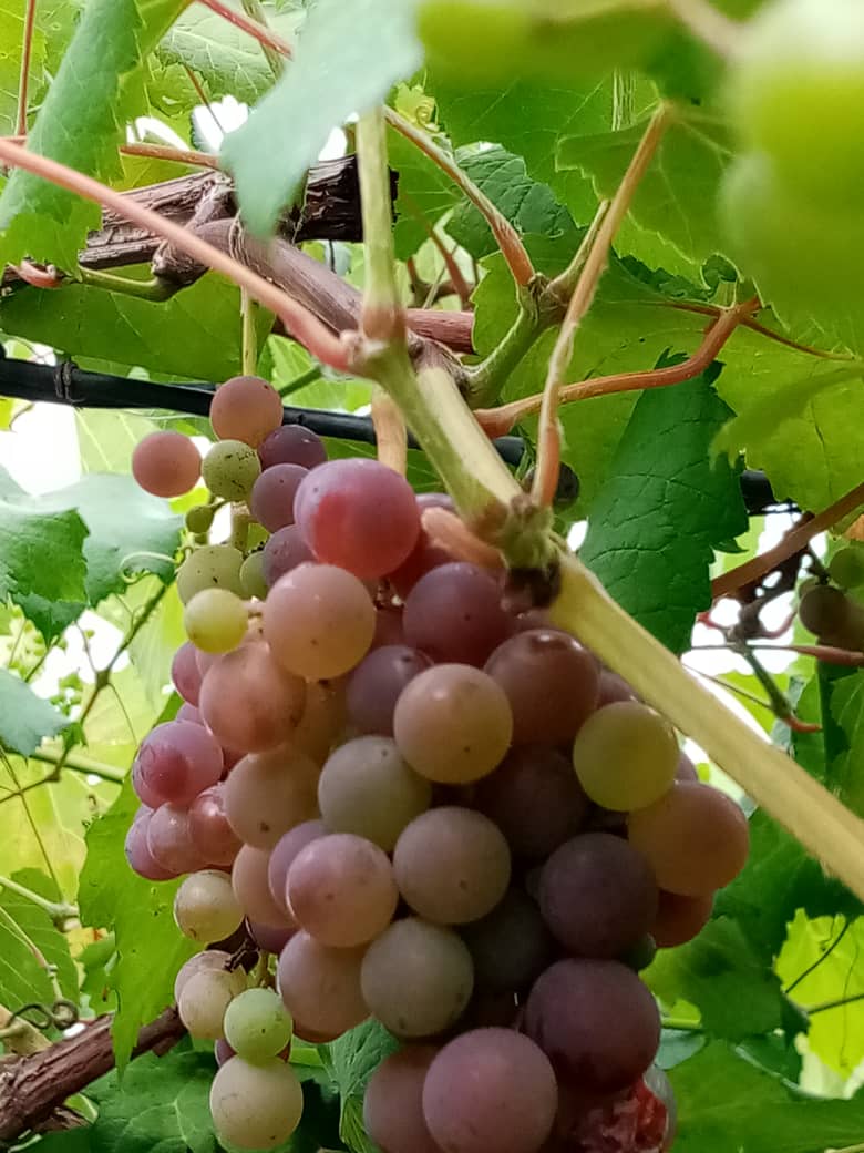 Por allí me prometieron que cuando estas uvas estuvieran listas para cosechar un gajito iba a ser mío. Bueno, falta poco así que pronto comeré uvas cosechadas en casa. #VolvamosAlCampo