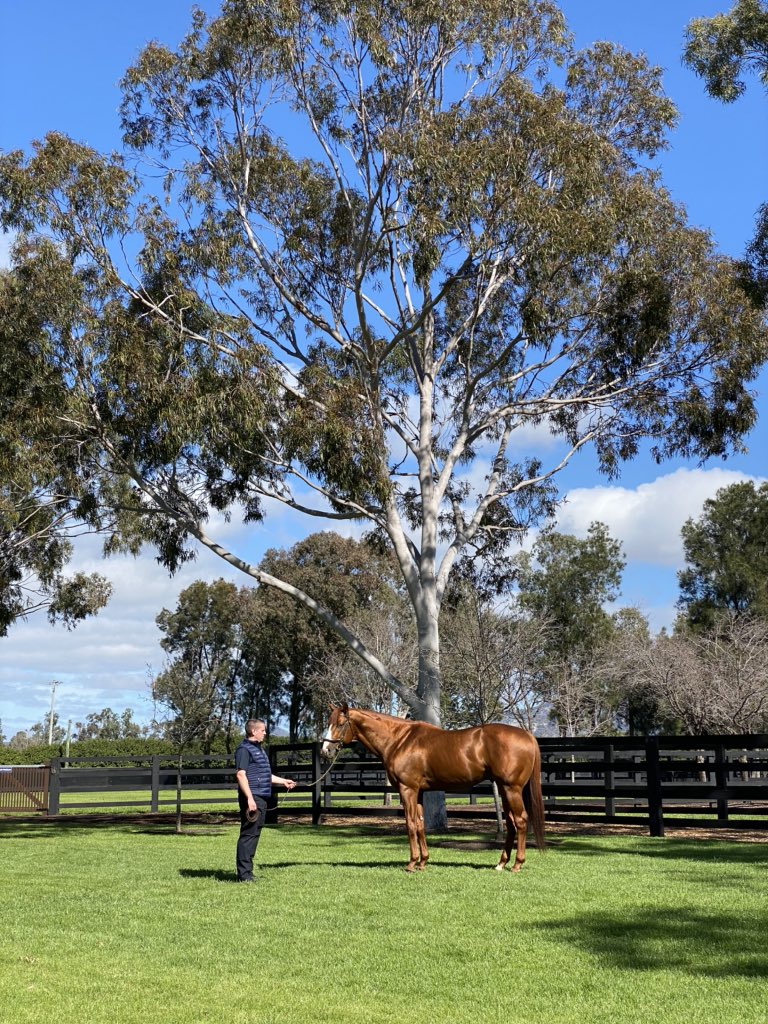 The American Triple Crown Winning Champions are back in Australia and they look fantastic....#AmericanPharoah #Justify @coolmoreamerica @CoolmoreAus 🇺🇸 🇦🇺