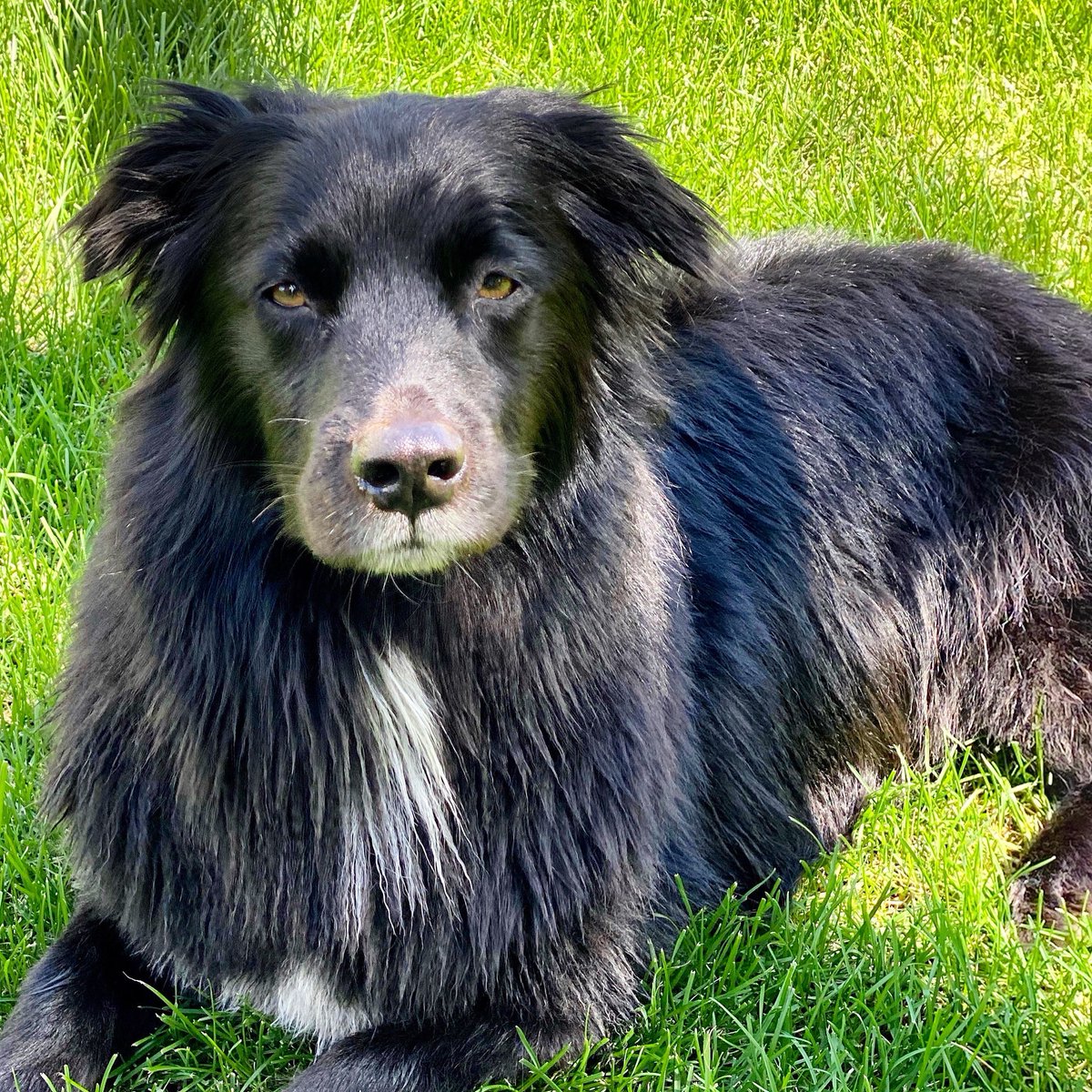 BearingtonT's tweet photo. Wet hair donโt care ๐ถ๐คฃ #dog #instadog #dogstagram #dogs #bordercolliesofinstagram #goldenretrievers #coltriever #goldenborderretriever #borderretriever #bear #bearington #tiktok Follow Bear on TikTok! https://t.co/rD1oRLQSN8 https://t.co/1DwTtOyGdx