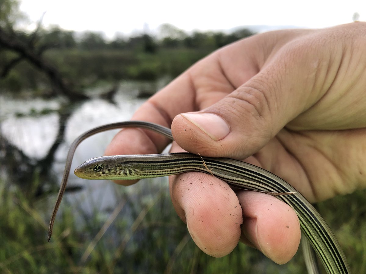 A slender glass lizard (Ophisaurus attenuatus) from dune and swale habitat south of Lake Michigan. 
#herpetology #GreatLakes