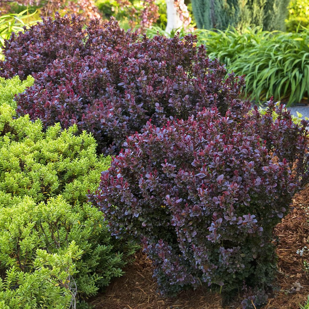 Барбарис Тунберга (Berberis thunbergii Concorde)