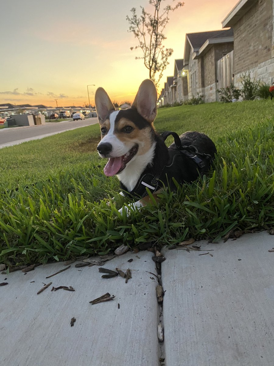 Savstersss's tweet photo. Nobody asked, but please enjoy these photos of my dog because he’s the cutest. https://t.co/BxJijrogZg