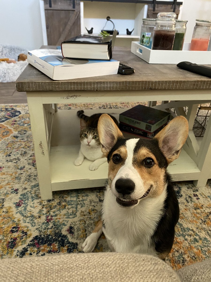Savstersss's tweet photo. Nobody asked, but please enjoy these photos of my dog because he’s the cutest. https://t.co/BxJijrogZg