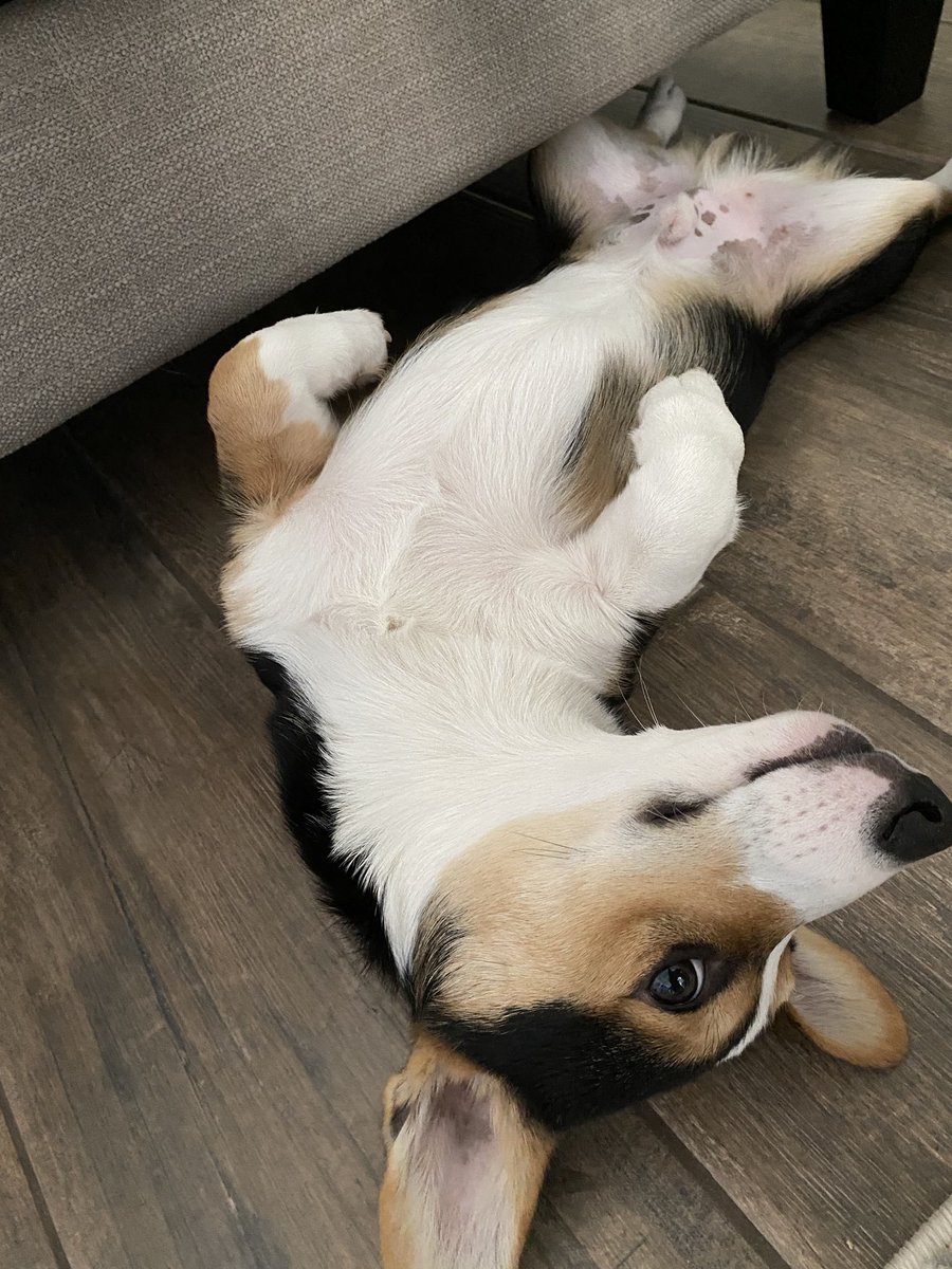 Savstersss's tweet photo. Nobody asked, but please enjoy these photos of my dog because he’s the cutest. https://t.co/BxJijrogZg