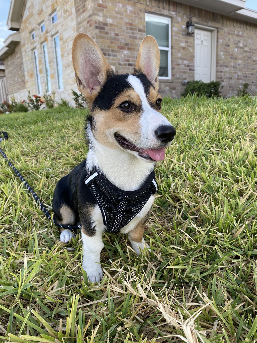 Savstersss's tweet photo. Nobody asked, but please enjoy these photos of my dog because he’s the cutest. https://t.co/BxJijrogZg