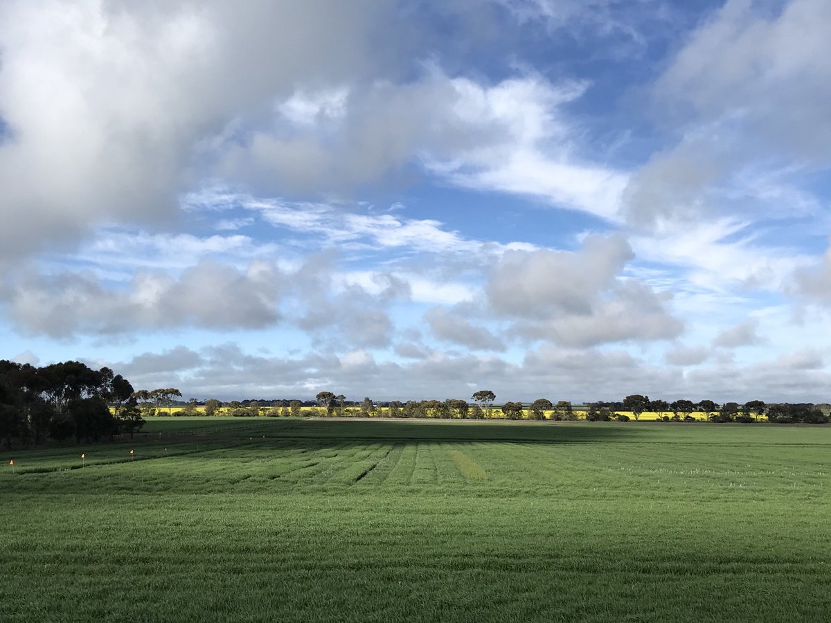 Barley trial site throwing up some differences now. Done well ⁦<a href="/chriswalsh008/">Chris Walsh</a>⁩ ⁦<a href="/BrendanTorpy/">Brendan Torpy</a>⁩