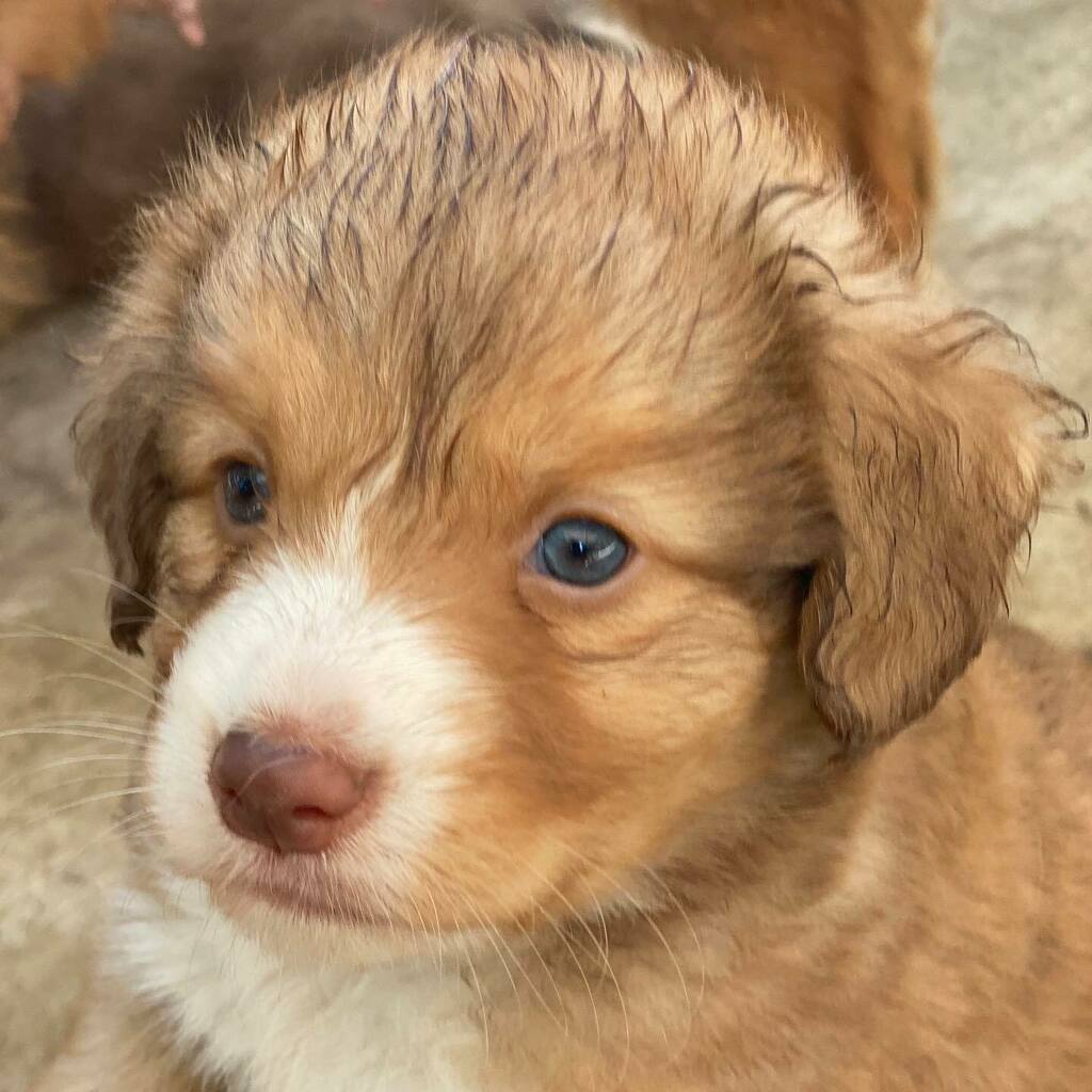 Tollchester's tweet photo. We are looking for a ＢＲＥＥＤＩＮＧ home for our puppy “Flame”. She will be ready to go to her new home at the end of August. To apply for her, the family must be willing to keep her intact and available for us to lease for breeding in the future or be… https://t.co/re2zvjgi2b https://t.co/lSywPn4oWY
