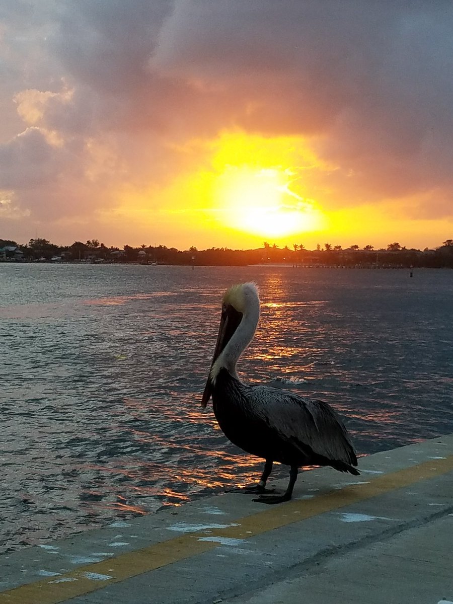 AngelaBrentHar1's tweet image. I learned that the #pelican is a symbol of #kindness &amp;amp; #generosity .Just love this!❤
#calmness #strength #generosityisinfectious  #loyalty #forgiveness #sunset #teamworkmakesthedreamwork 
@ShareALittleSun @cityofboynton 
@LuxTravelHotels @FloridianCreat1 
@AuthenticFL #serenity