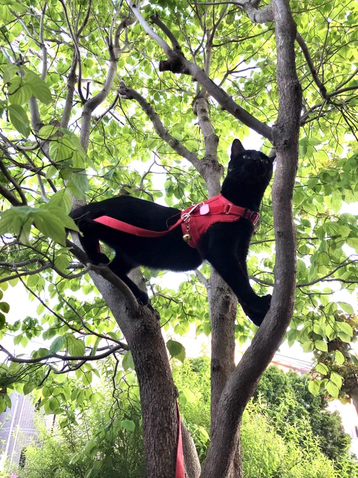 今日は「黒猫は不吉」「写真が撮りにくい」などの理由で敬遠されがちな黒猫を応援する日だそうです。

保護施設のかたのお話では「そんなことないですよ」。でも譲渡猫リストに黒猫が多いと気がかりでしす。
黒猫可愛いですよ
探しにくいけど。
#黒猫感謝の日 #黒猫
#BlackCatAppreciationDay 