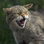 猫が威嚇の時に出す声は？実は蛇がシューシュー音を立てるのを真似しているらしい!