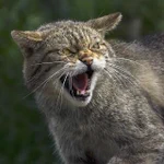 猫が威嚇の時に出す声は？実は蛇がシューシュー音を立てるのを真似しているらしい!