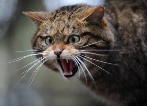 猫が威嚇の時に出す声は？実は蛇がシューシュー音を立てるのを真似しているらしい！