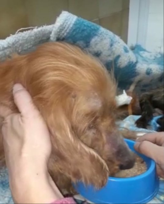 kswbae's tweet photo. jamás m imaginé estar en esta situación pero anoche en la vereda d casa encontré a un perrito en MUY mal estado y casi al borde d la muerte y se necesita ayuda económica para poder tratarlo como corresponde así q mutis xfa se los pido difundan y si pueden colaborar mejor https://t.co/cL55HUqkOA