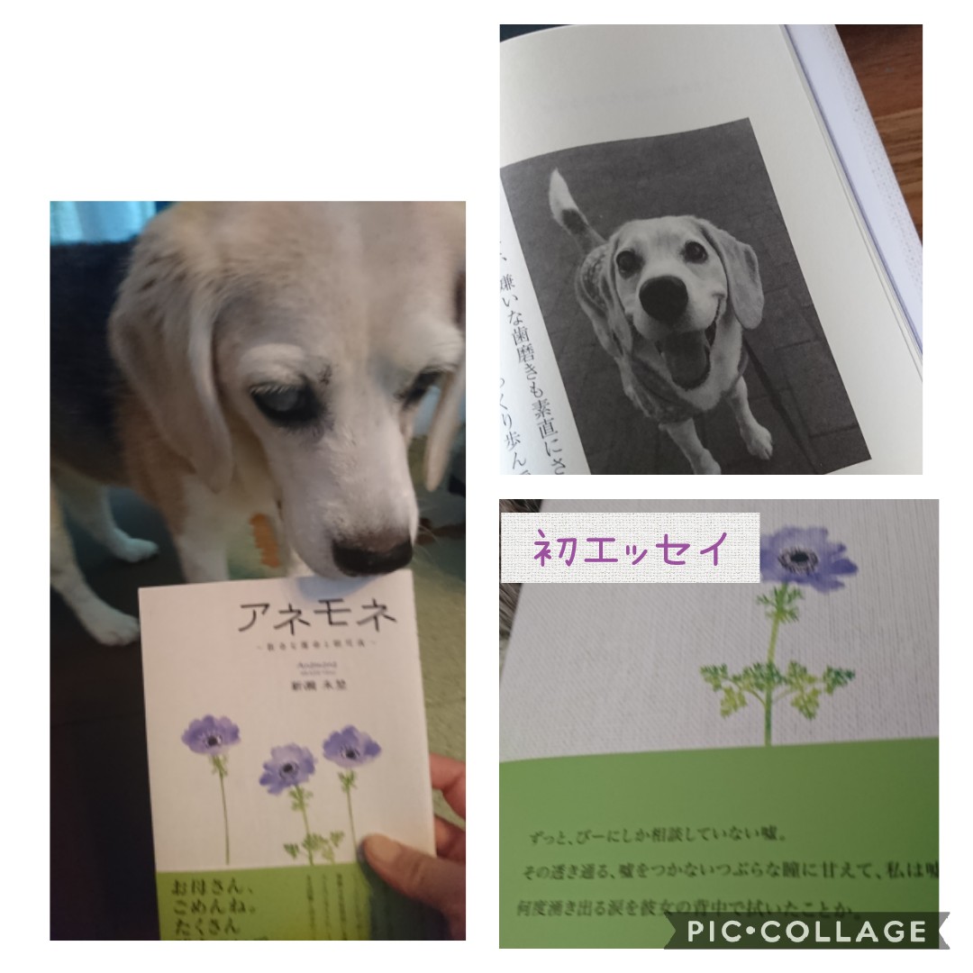 びー Mino A0621mino Twitter