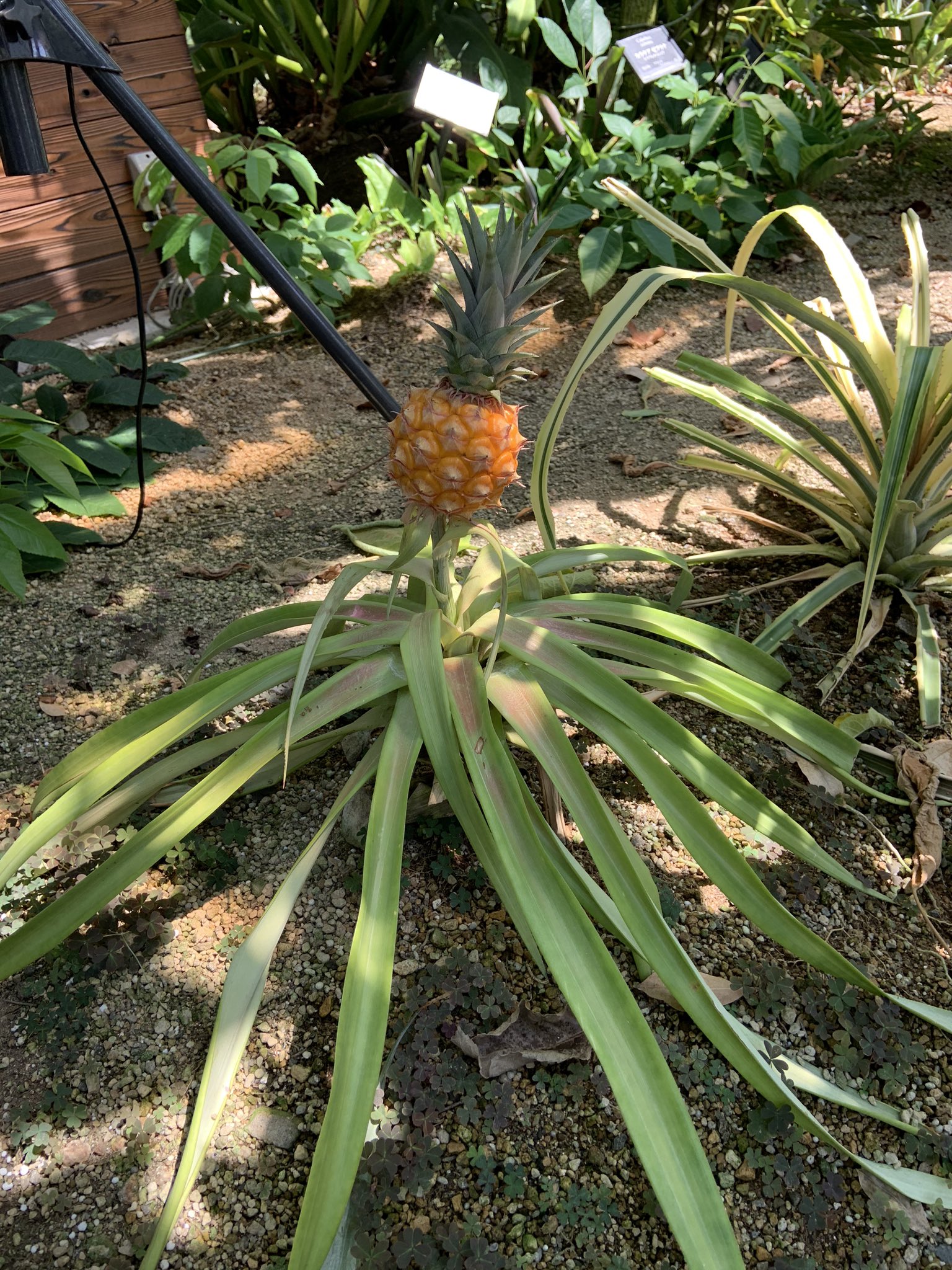 淡路ファームパーク イングランドの丘 公式 今日は パイナップルの日 ということで 当園の大温室 植物館 から パイナップル 観賞用 の実を撮影してきました パイナップルってどのように実がなるかご存知ない方も多いと思います 大温室では