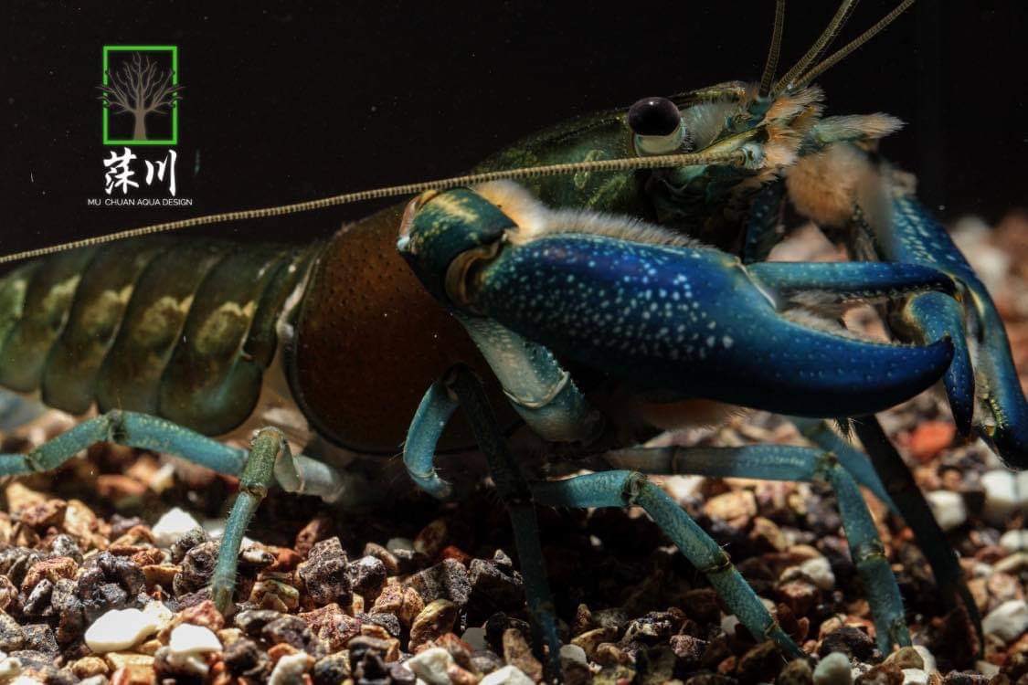 MU_CHUAN_'s tweet photo. One of my favorite crayfish🥰🥰
Cherax communis coming😋😋Anybody like it this species ?😚😚
If you have interesting please contact us😇😇
We also have support shipping abroad
#shrimp #crayfish #communis
#cambarus #procambarus
#cherax #Taiwan #breeder https://t.co/O2ya5ojWRj