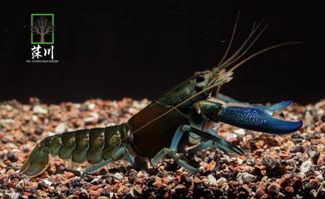 MU_CHUAN_'s tweet photo. One of my favorite crayfish🥰🥰
Cherax communis coming😋😋Anybody like it this species ?😚😚
If you have interesting please contact us😇😇
We also have support shipping abroad
#shrimp #crayfish #communis
#cambarus #procambarus
#cherax #Taiwan #breeder https://t.co/O2ya5ojWRj
