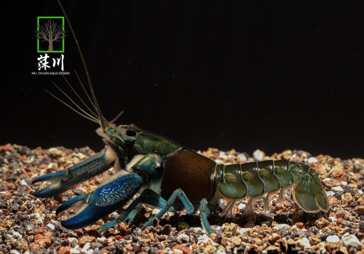 MU_CHUAN_'s tweet photo. One of my favorite crayfish🥰🥰
Cherax communis coming😋😋Anybody like it this species ?😚😚
If you have interesting please contact us😇😇
We also have support shipping abroad
#shrimp #crayfish #communis
#cambarus #procambarus
#cherax #Taiwan #breeder https://t.co/O2ya5ojWRj