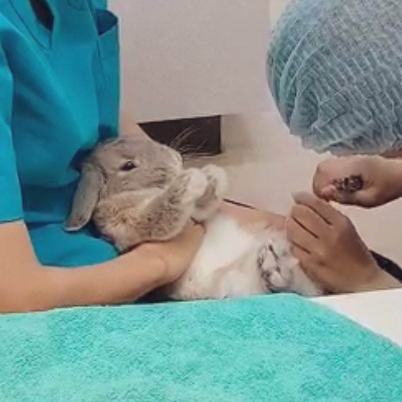 毛玉たま 仮 Kkdama 2 Twitter