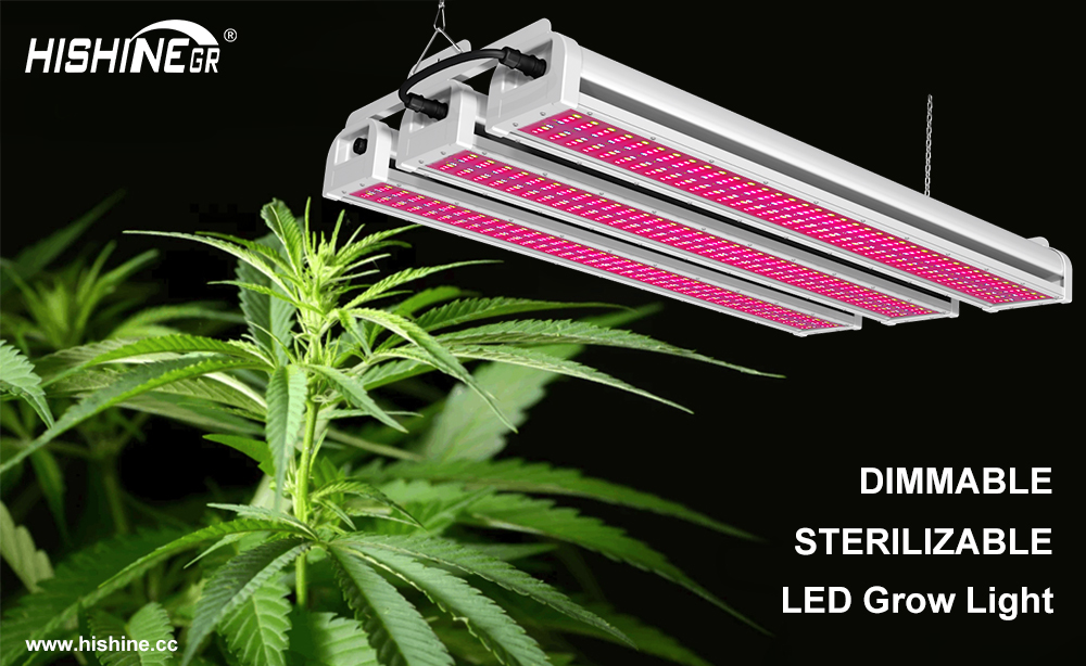 Are you looking for #grow light? 200W/300W and 120V-480V Modern #LED #Grow Lights are free to choose. 5 years warranty and accept custom production. Do you like it? #https://lnkd.in/gk5tNPK
#LED #grow Lights #lighting #architecture #greenlighting #plantlighting
rudy@hishine.cc