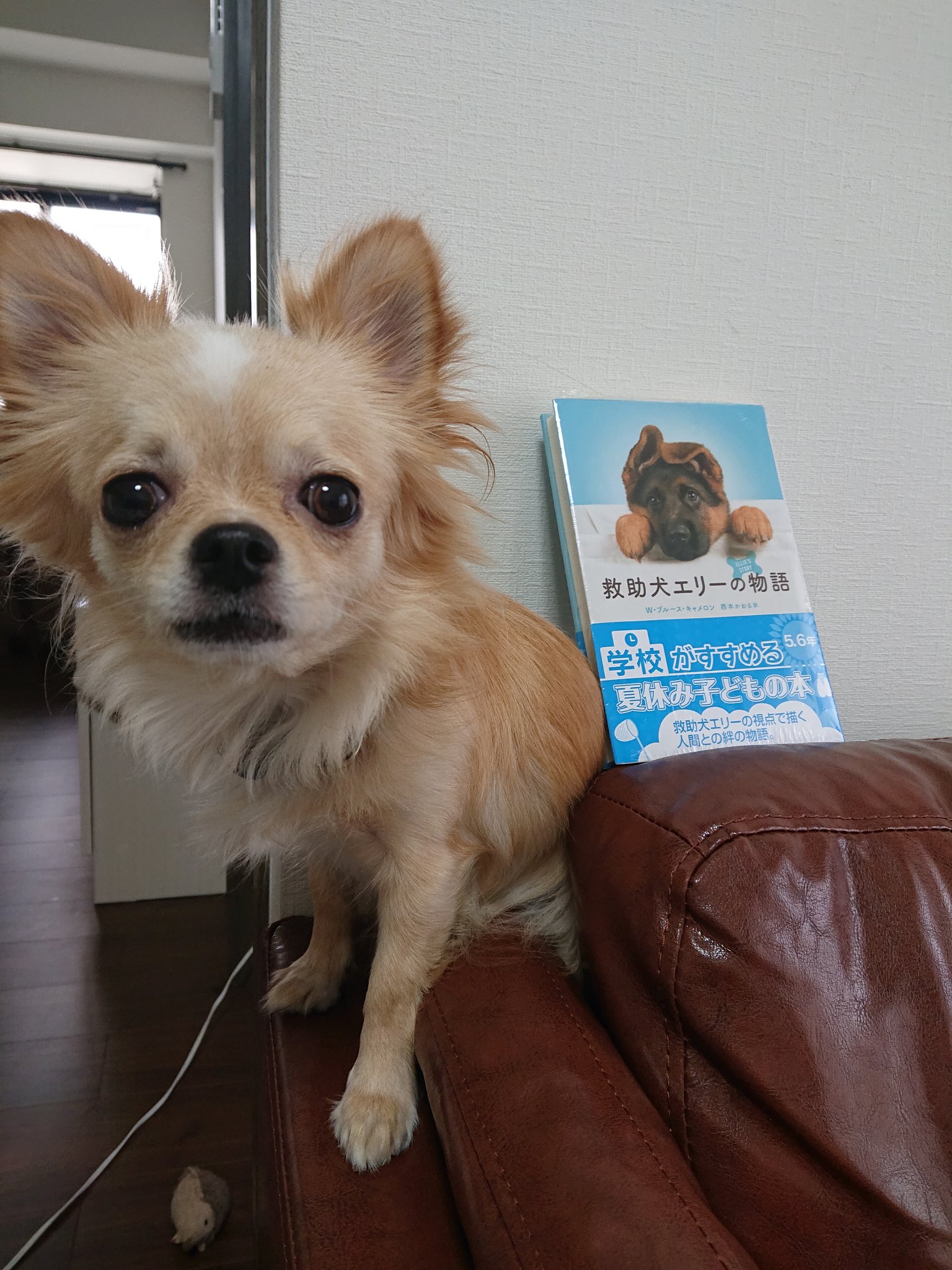 Suzu على تويتر 盲導犬の本を探してたみたいだけどなくて 救助犬の本を選んだ息子 読書感想文 犬のいる暮らし 盲導犬 救助犬
