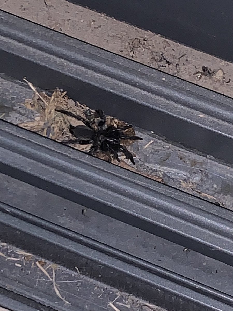 AndyRubio08's tweet photo. @Arachno_Cosas Hola! Encontré esta araña dentro de mi casa (Guadalajara, Jal) no es la primera vez que veo alguna parecida. Quisiera saber si son de importancia médica? Muchas gracias 🙏🏻 https://t.co/7kpNvca6EM
