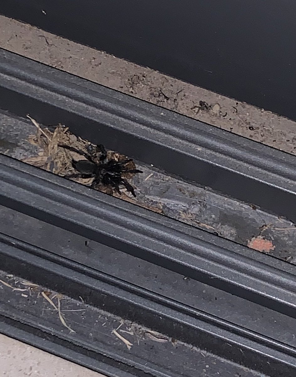 AndyRubio08's tweet photo. @Arachno_Cosas Hola! Encontré esta araña dentro de mi casa (Guadalajara, Jal) no es la primera vez que veo alguna parecida. Quisiera saber si son de importancia médica? Muchas gracias 🙏🏻 https://t.co/7kpNvca6EM