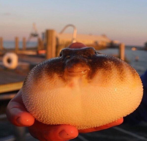 Here’s my essay, professor.