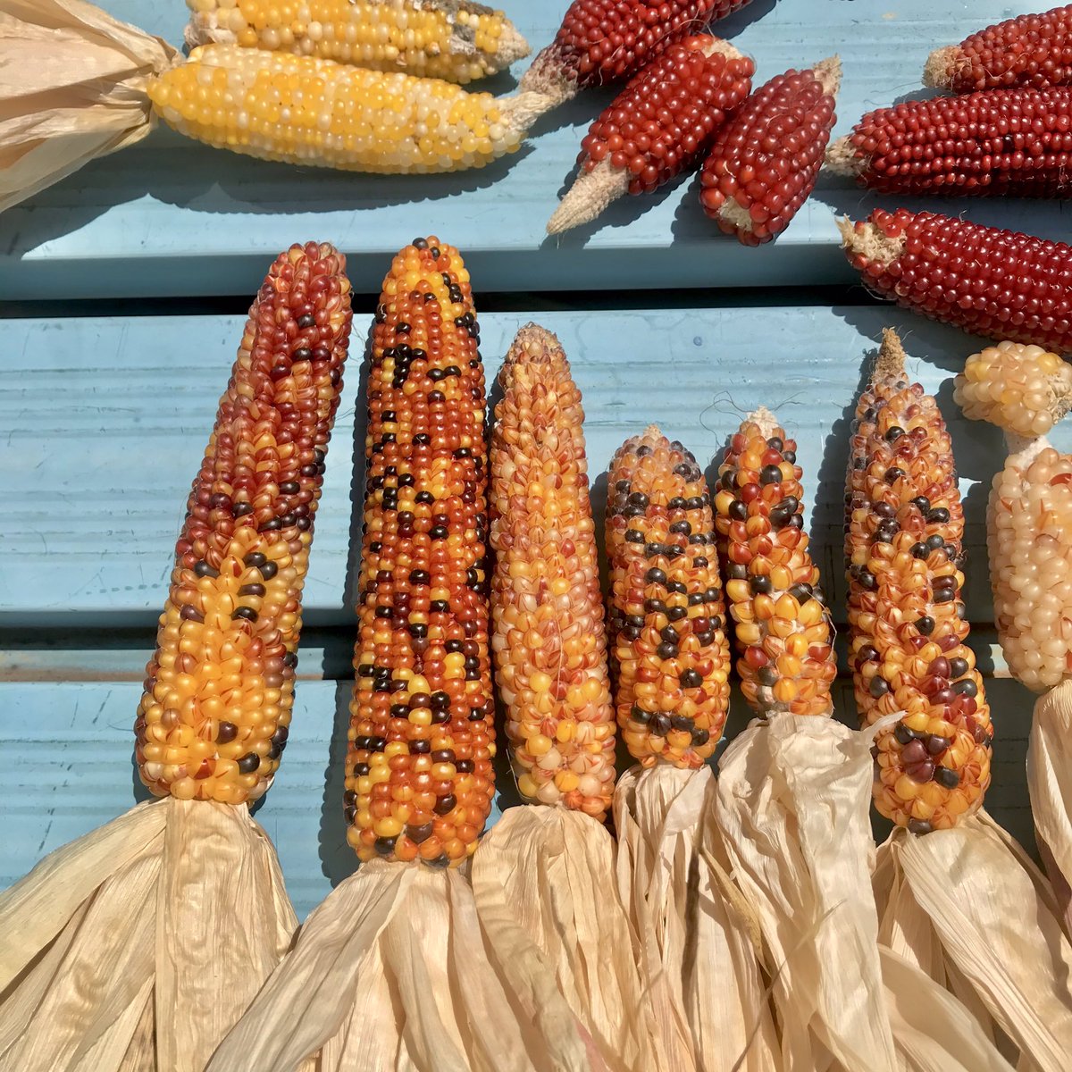 𓇟黒大根くん2 0 ビジネスとプログラミングの勉強 בטוויטר 今日の家庭菜園 ガーデニング 収穫後 乾燥していた縞模様 トウモロコシの記録 W 縞模様の種子から 赤色や黄色で縞のない実が育ちました 謎 家庭菜園 ガーデニング トウモロコシ