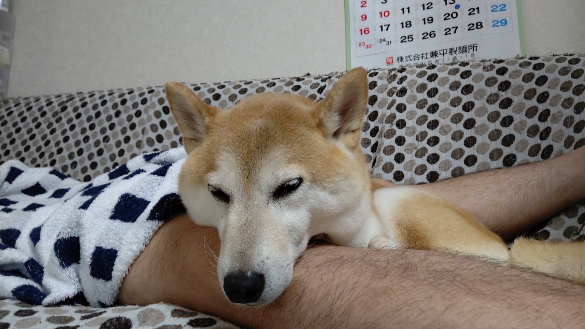 股間犬 Twitter Search Twitter