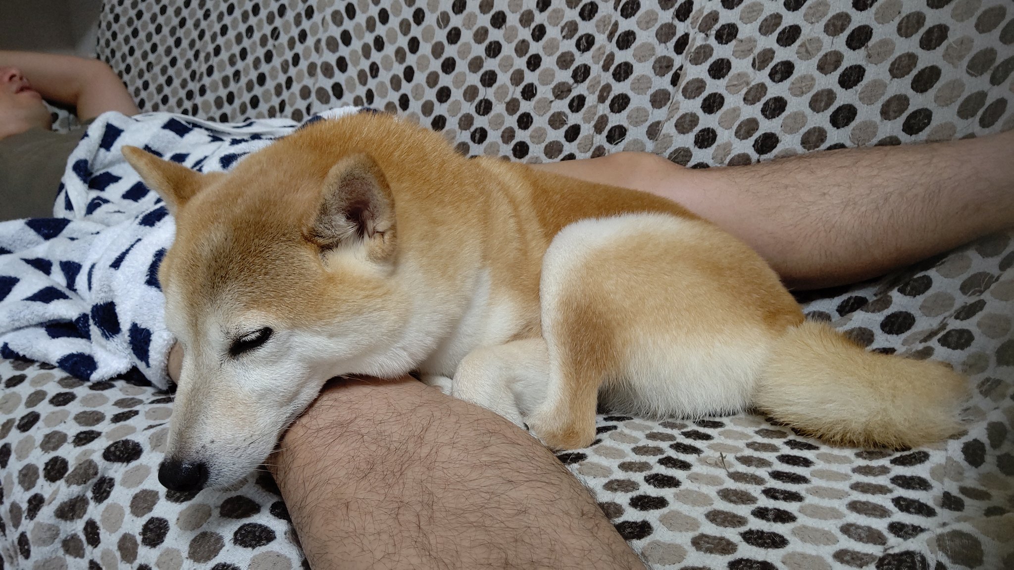 股間犬 Twitter Search Twitter