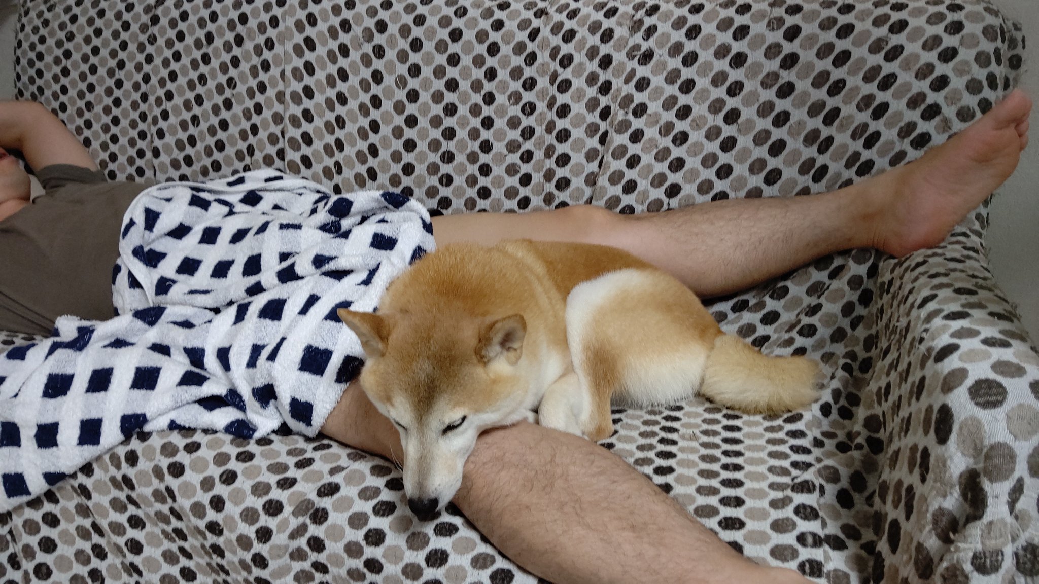 股間犬 Twitter Search Twitter
