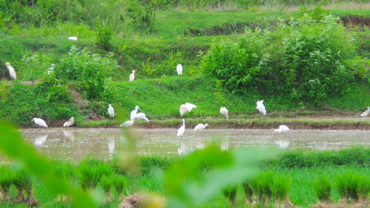 ppprath's tweet image. Digital Odisha