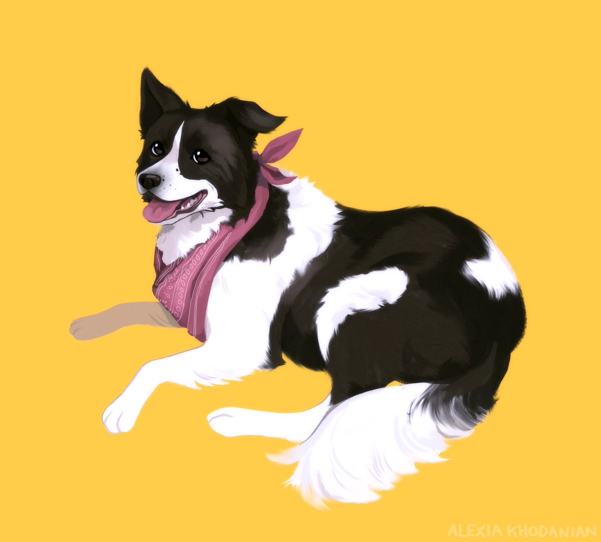  #doggust day 14: border collie! This is Daisy! She's my bf's moms dog. shes very lovely.