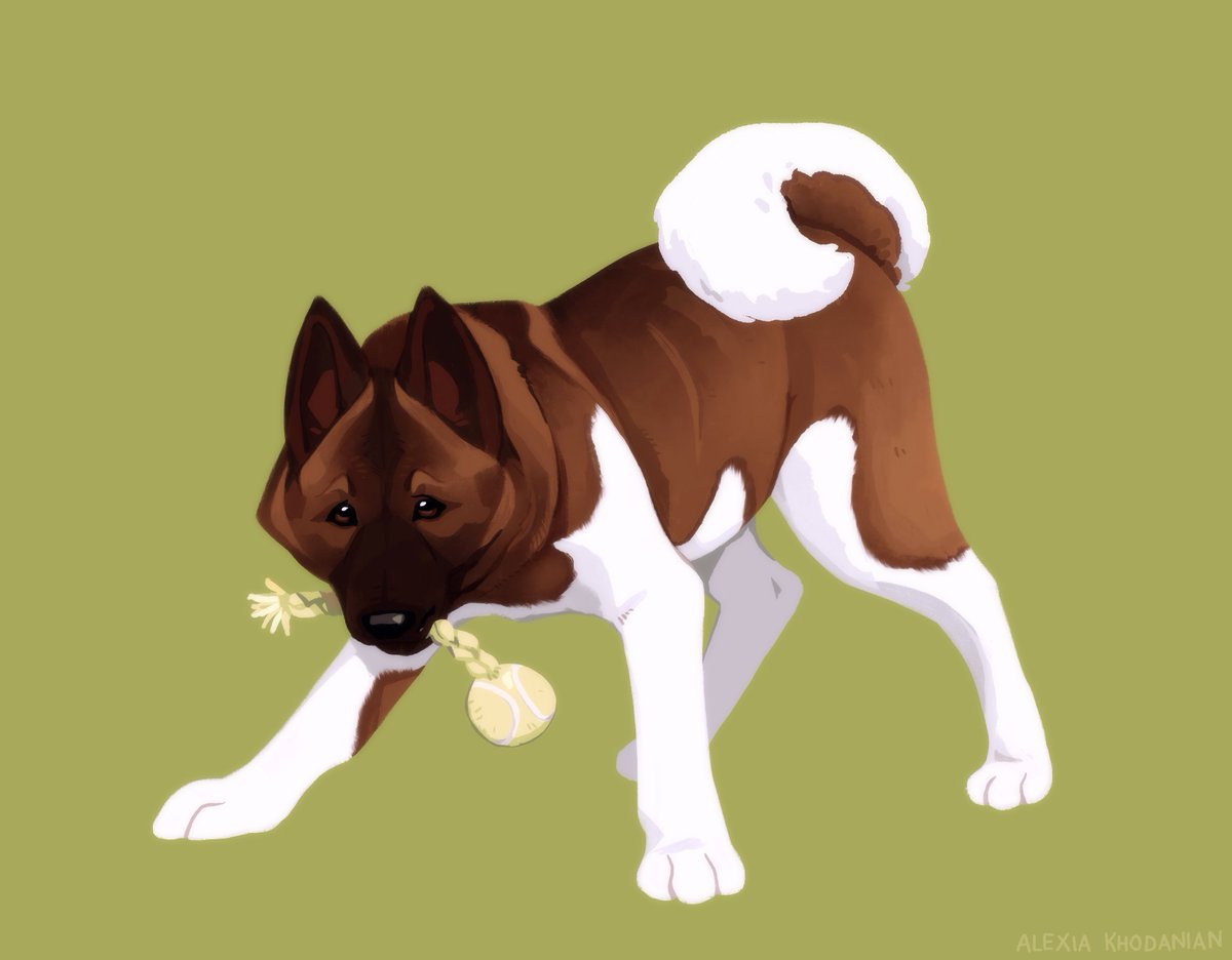  #doggust day 15: Akita! what a handsome boy