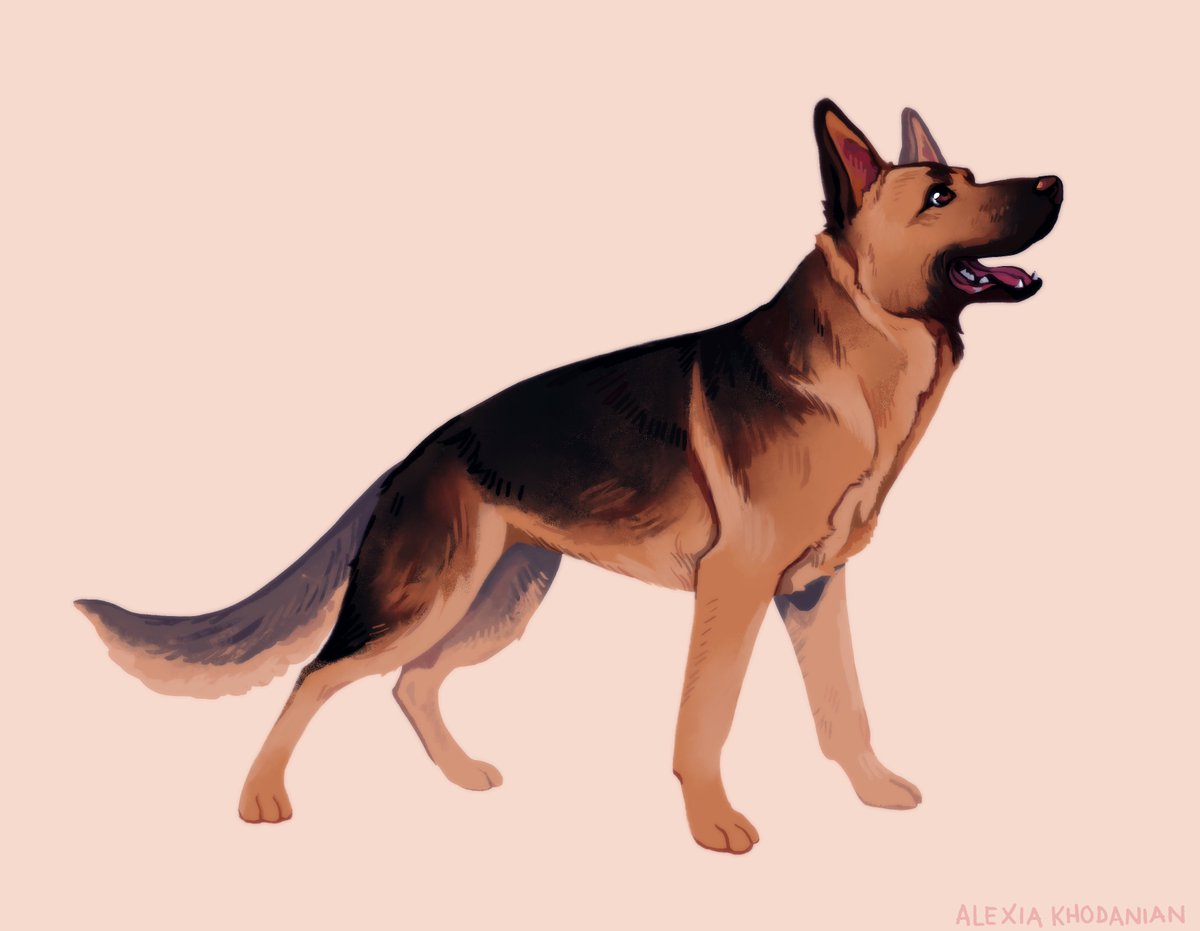  #doggust day 16: German Shepherd!